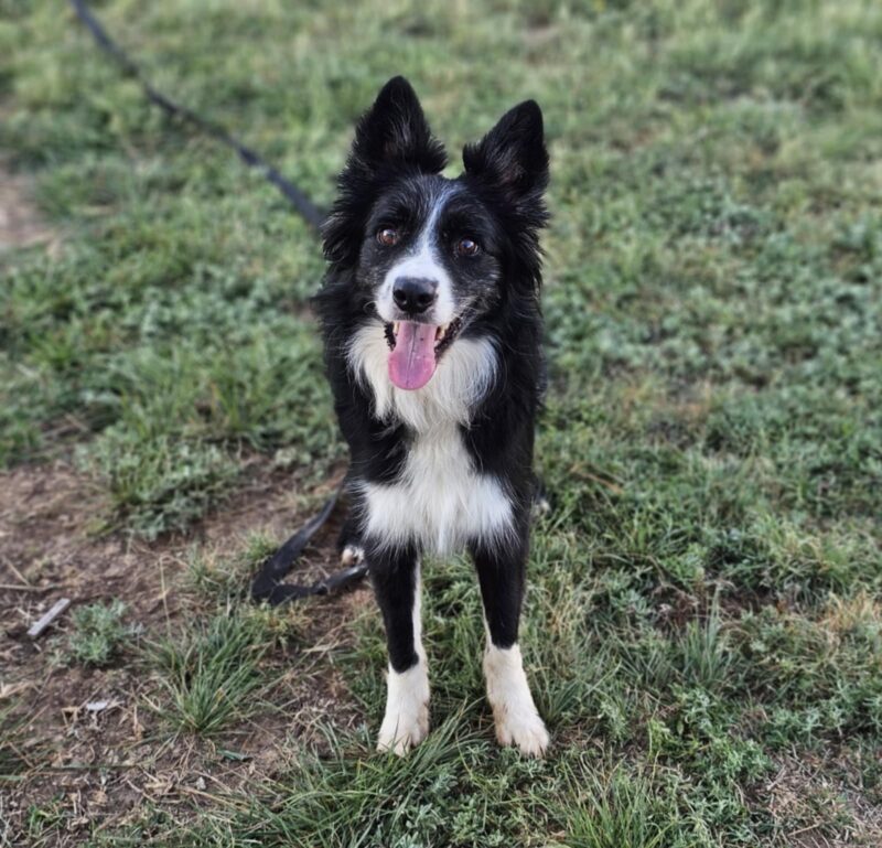 Rambo