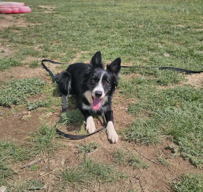 Rambo - Image 6