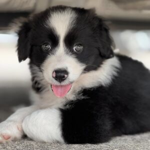 Mr. Benny