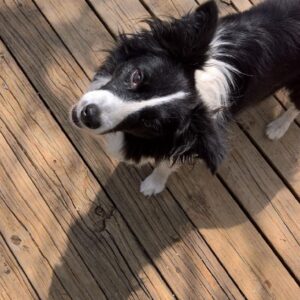 Abigail - Image 3