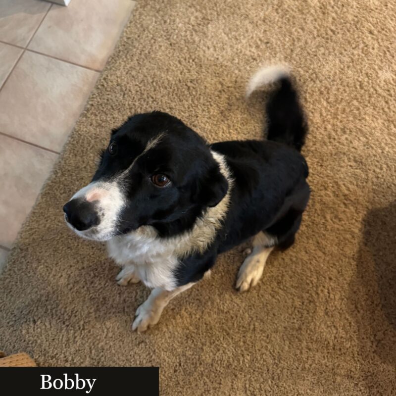 Bobby (ABCR) - Image 7