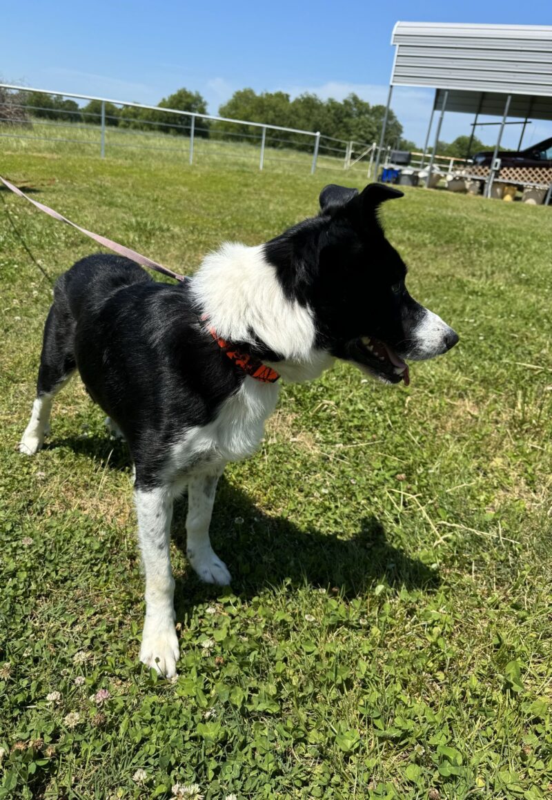 Bobby (ABCR) - Image 6