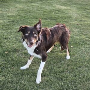 Brandie - Image 8
