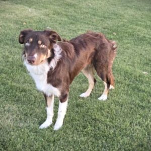 Brandie - Image 13