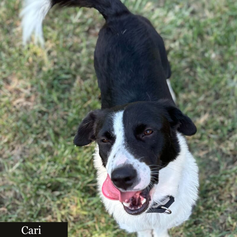 Cari (ABCR) - Image 6