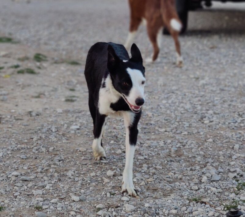 CeeCee - Image 6