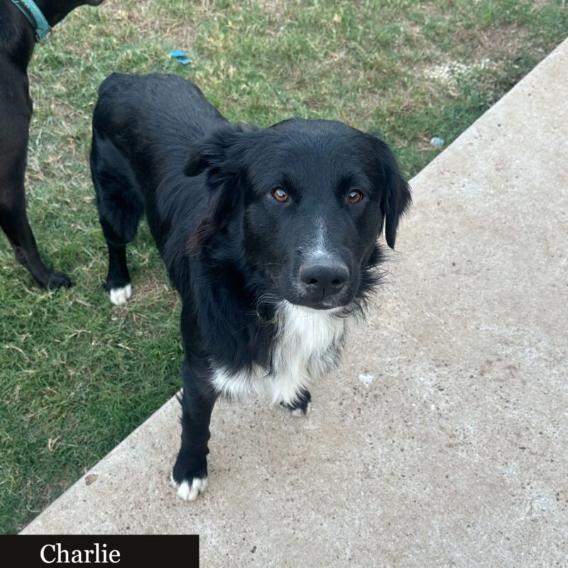 Charlie (ABCR) - Image 7