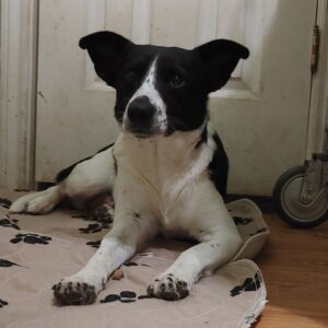 Dainty - Image 4