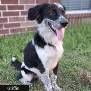 Griffin (ABCR)