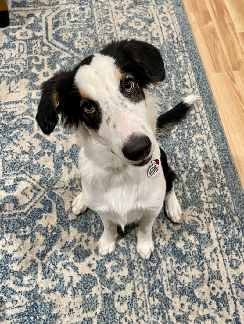 Banjo
