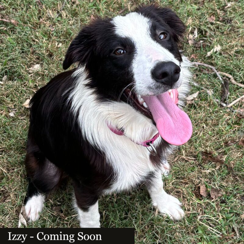 Izzy (ABCR) - Image 4