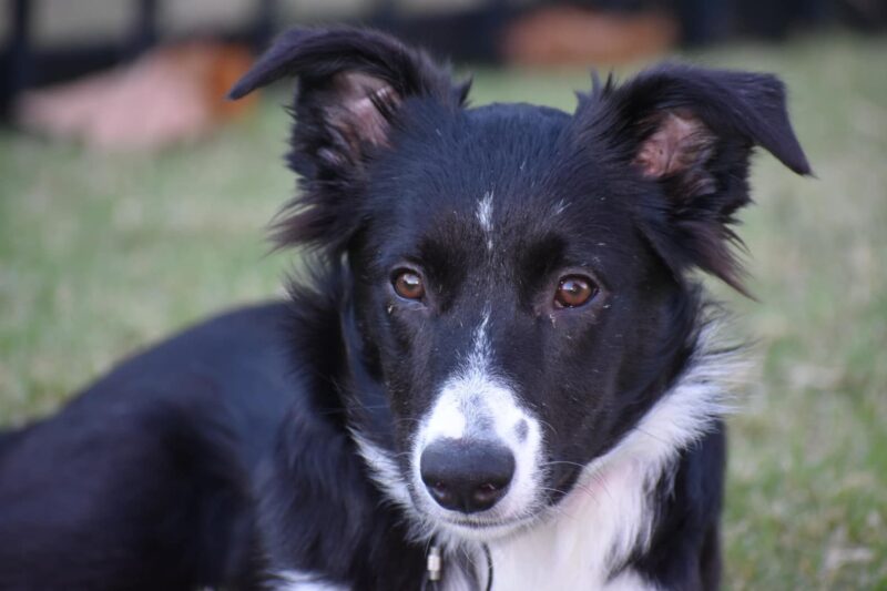 Lainey - Image 3