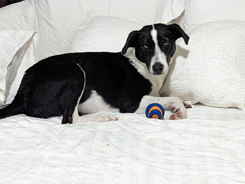 Lindy - Image 5
