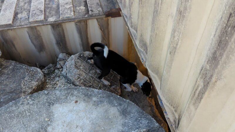 Lindy - Image 3