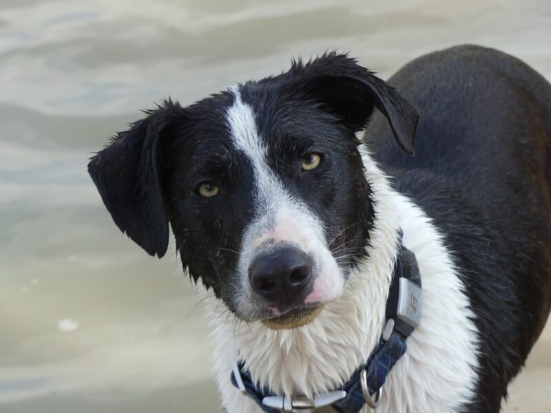 Lindy - Image 2