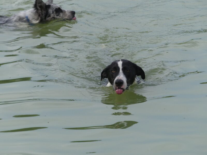 Lindy - Image 4
