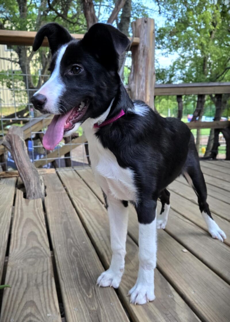 Molly - Image 2