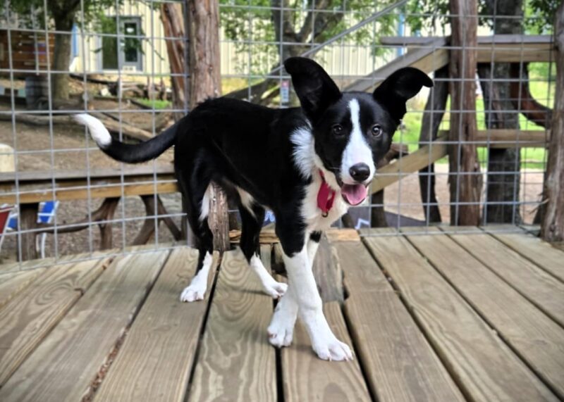 Molly