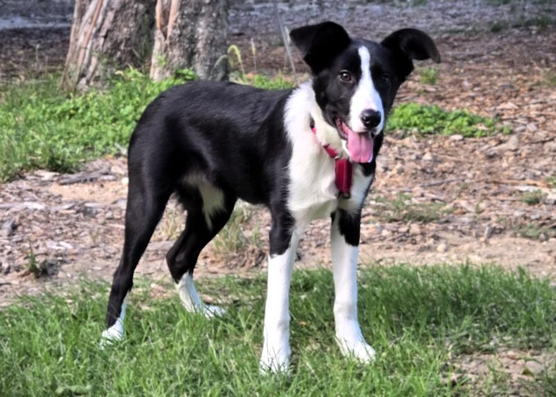 Molly - Image 4