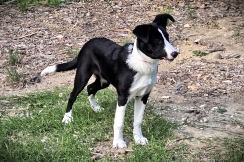 Molly - Image 7