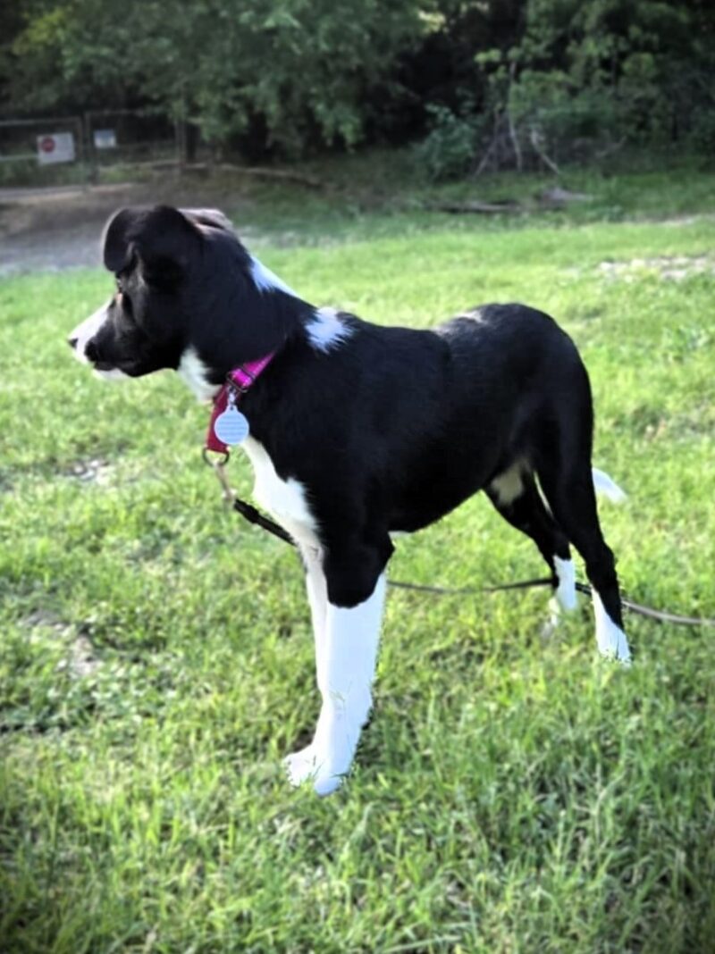 Molly - Image 8