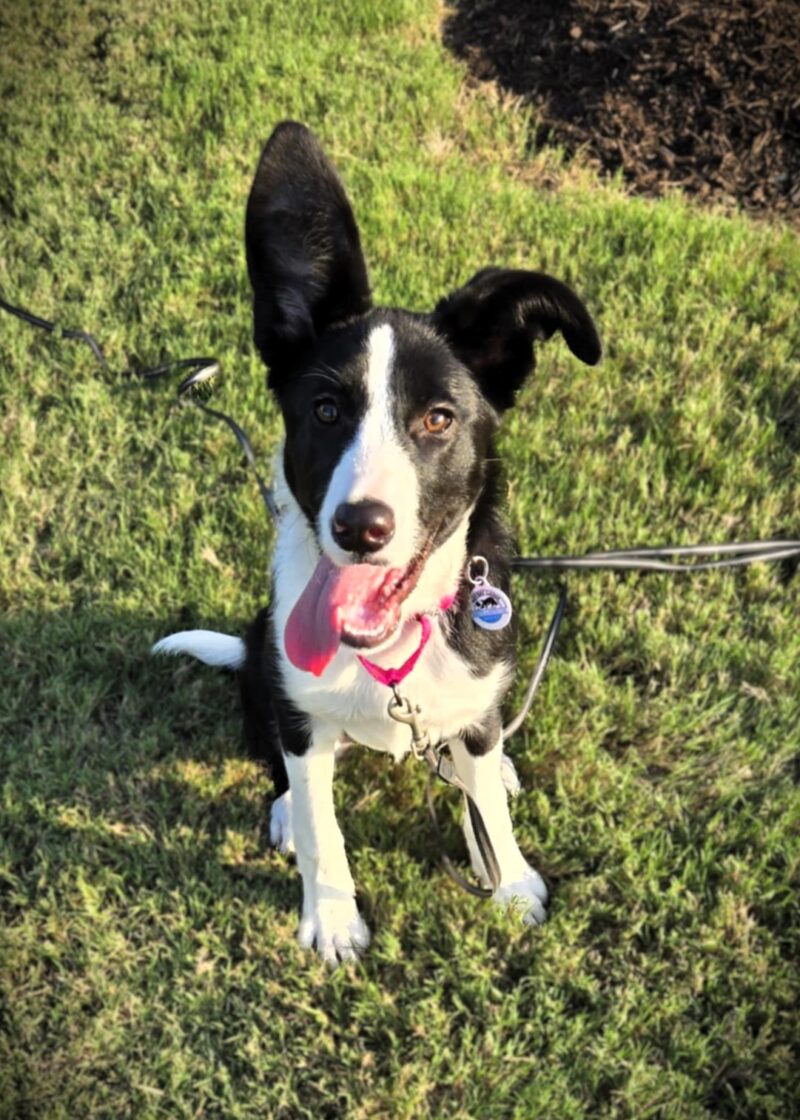 Molly - Image 5