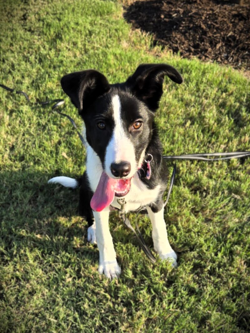 Molly - Image 9