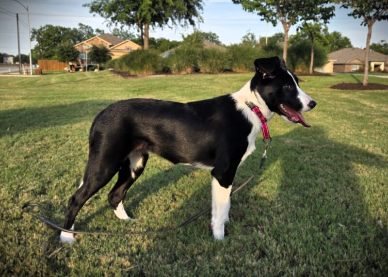 Molly - Image 10