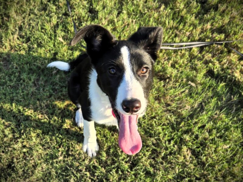 Molly - Image 11