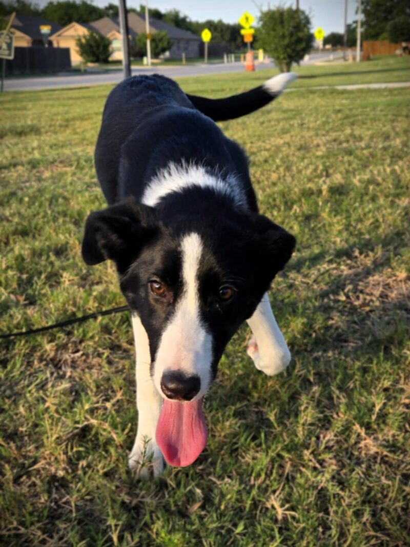 Molly - Image 6