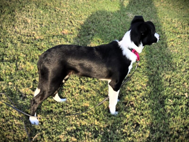 Molly - Image 12