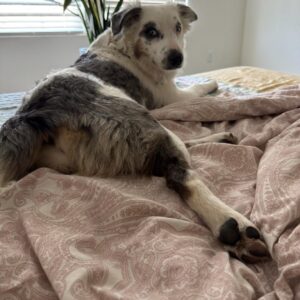 Nibbles - Image 8