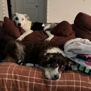 Nibbles - Image 7