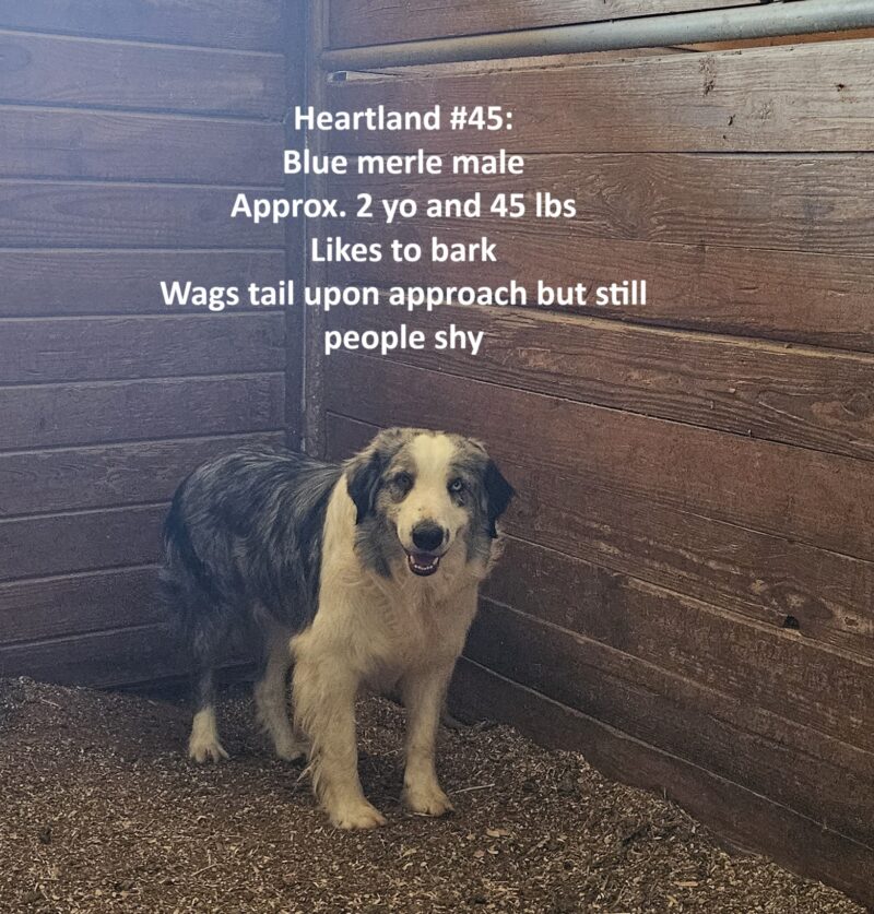 Heartland 45