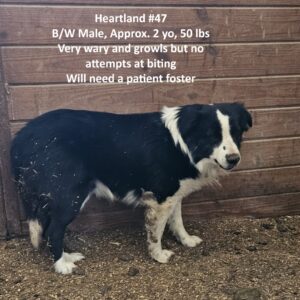 Heartland 47