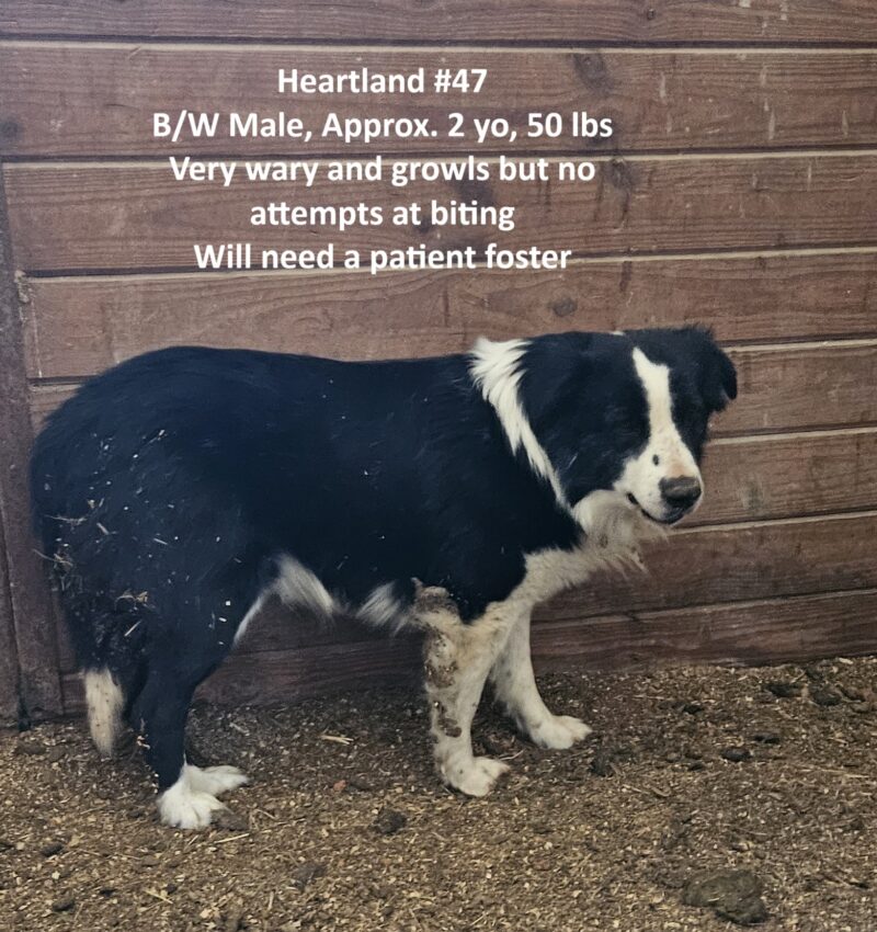Heartland 47