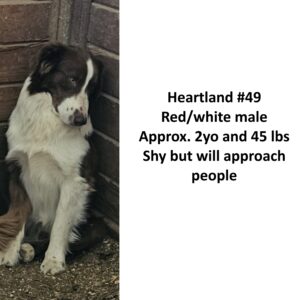 Heartland 49