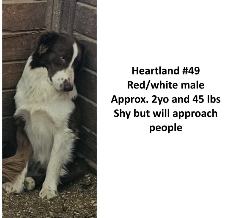 Heartland 49
