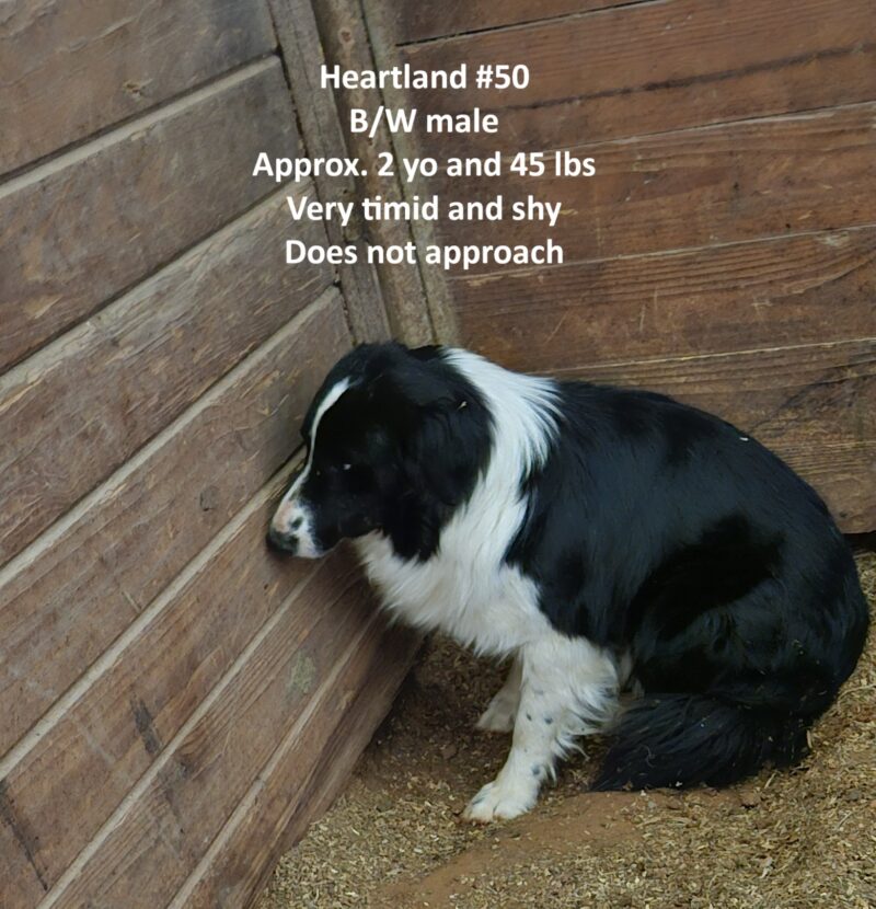 Heartland 50