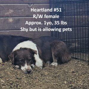 Heartland 51