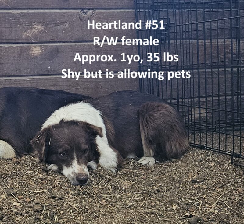 Heartland 51