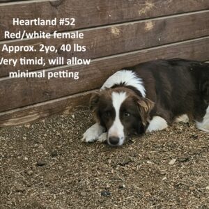 Heartland 52