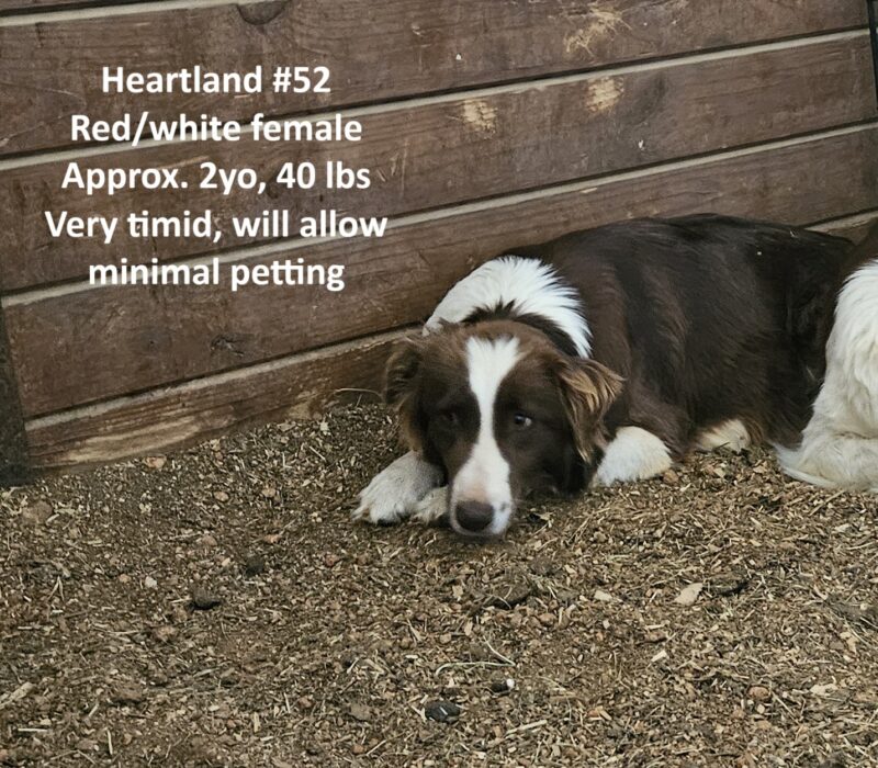 Heartland 52