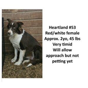 Heartland 53