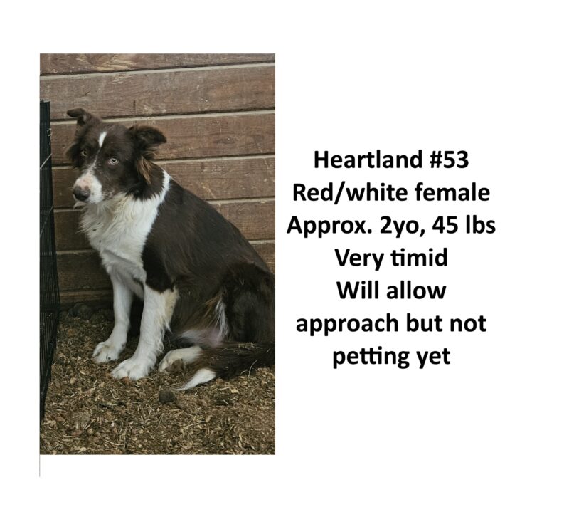 Heartland 53