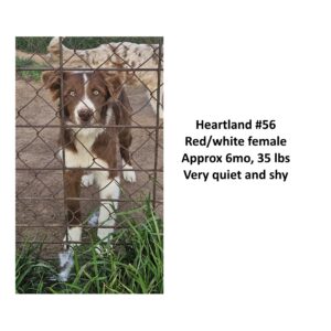 Heartland 56