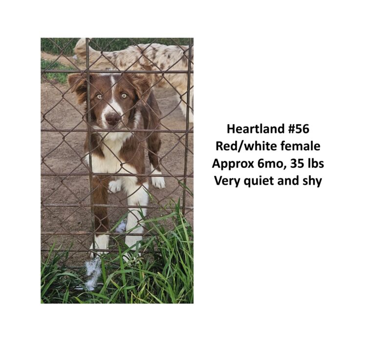 Heartland 56