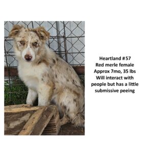 Heartland 57