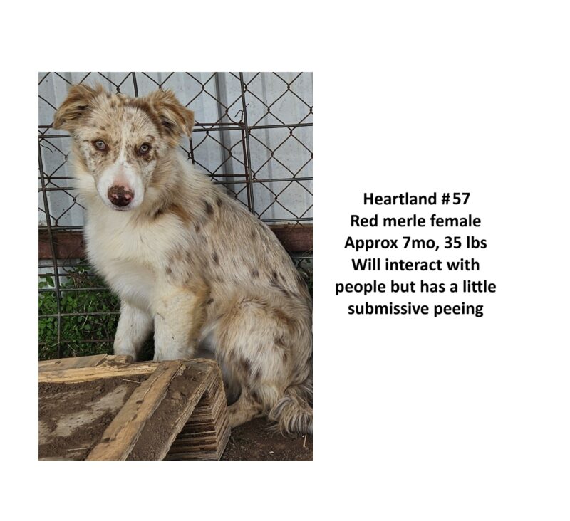 Heartland 57