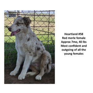 Heartland 58